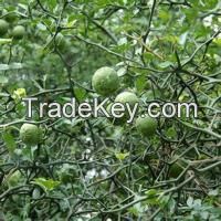 Rutin/ Sophora Japonica Extract