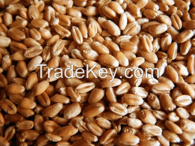 Russian Wheat Grains