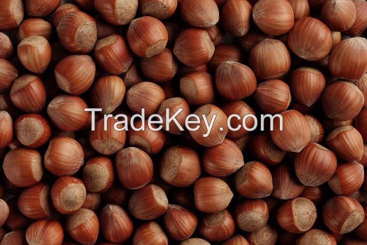 Organic Conventional Hazelnuts