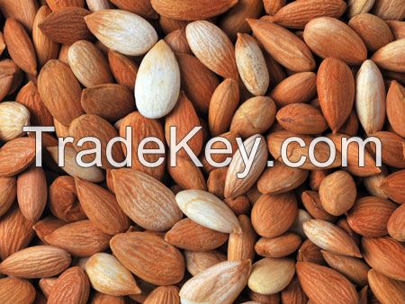 Organic Conventional Apricot Kernels