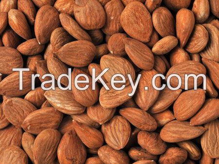 Organic Conventional Apricot Kernels