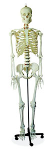 Life-size skeleton 170cm tall