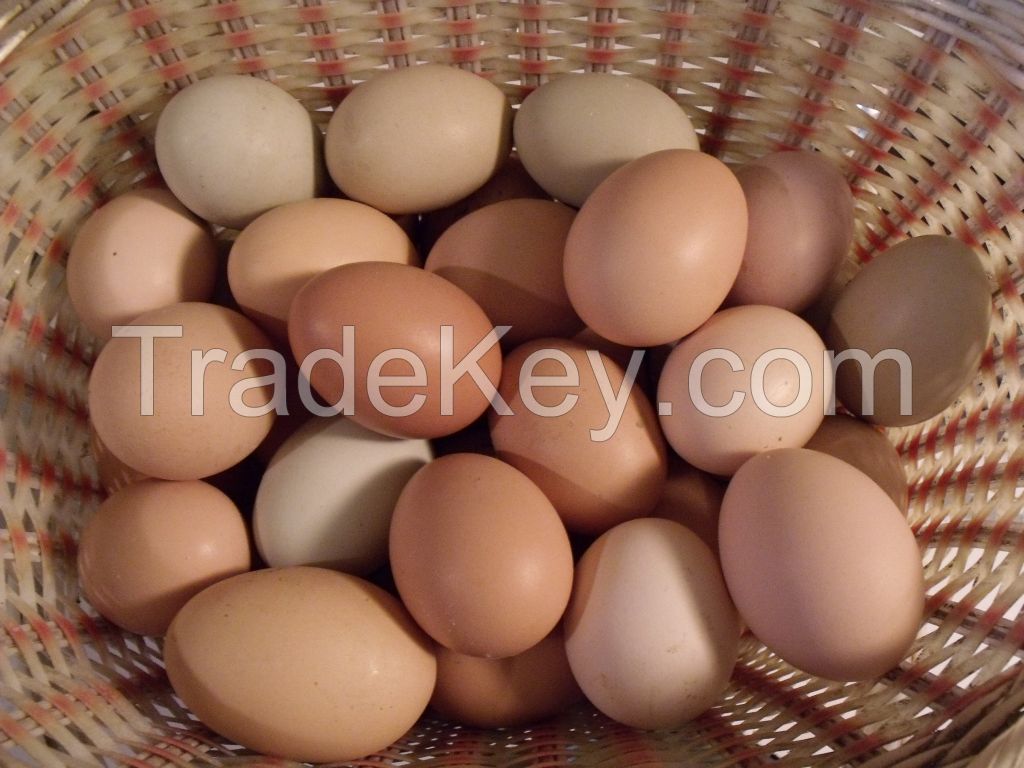 FRESH HACTHING BROWN AND WHITE EGGS