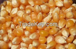 YELLOW  DRIED CORN