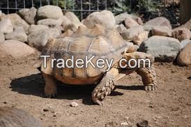Marginated, Aldabra and Sulcata Tortoises