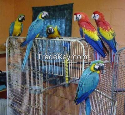 Congo African Greys, Macaws and Senegal Parrots