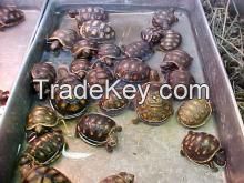 Marginated, Aldabra and Sulcata Tortoises