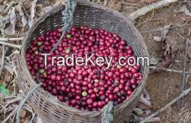 java arabica coffee beans