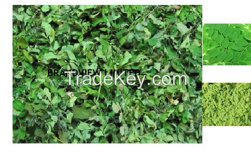 Moringa leaves