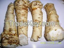 new crop fresh horseradish