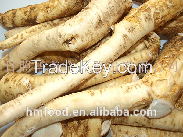 new crop fresh horseradish