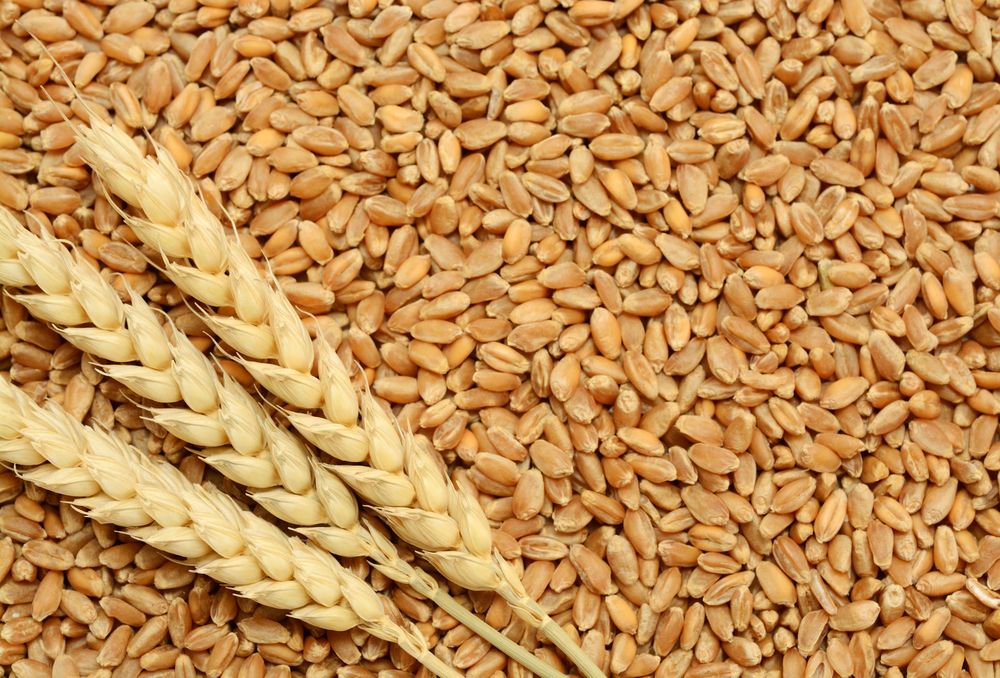 Food wheat