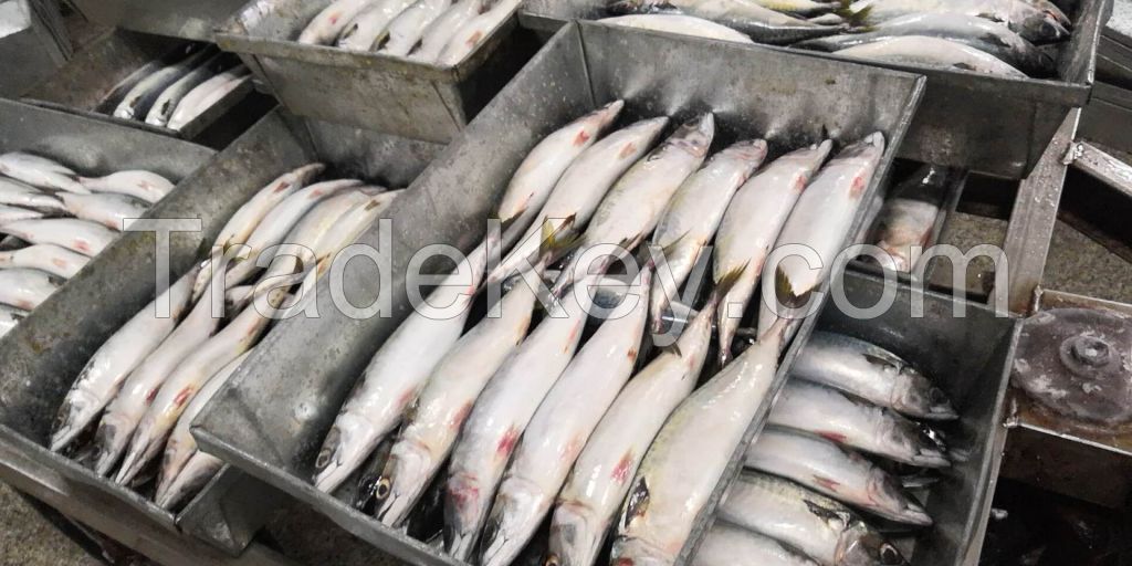 New Arrival Ready Stock Frozen Pacific Mackerel Good Price