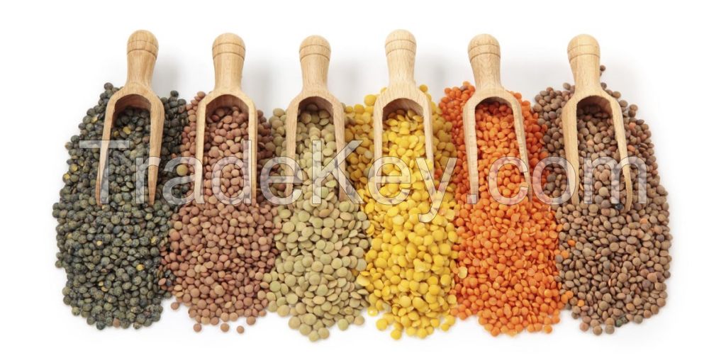 Green Lentils HPS Quality Dry Green / Red Lentils