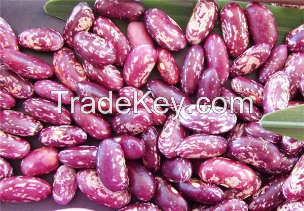 Purple Speckled Kidney Beans