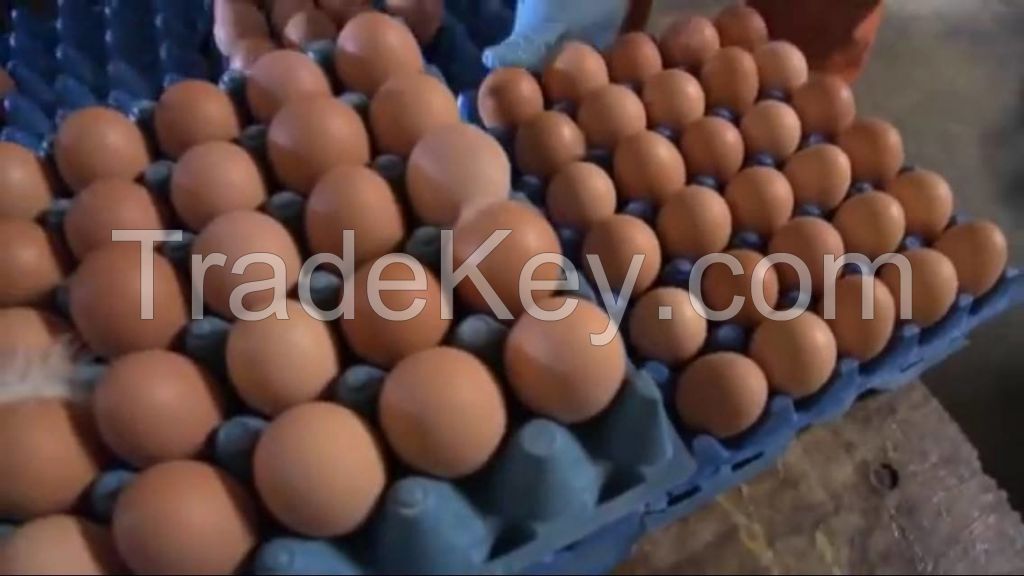 Fresh Chicken Table Eggs & Fertilized Hatching Eggs, White and Brown eggs