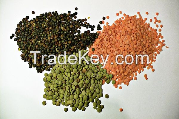 Dried Green Lentils