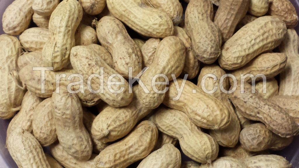 Roasted Peanuts in Shell