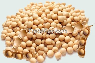 Soybean