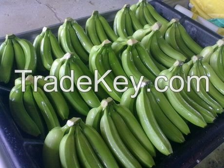 Fresh Cavendish Bananas with high quality 2016