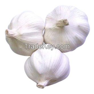 Purle White Fresh Natural Garlic