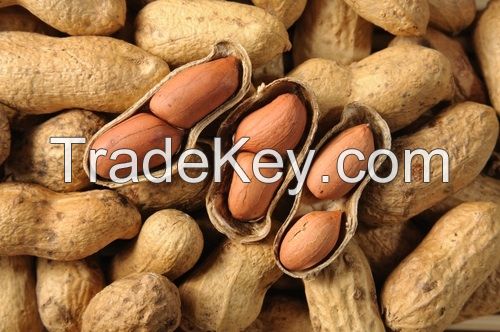 Ground Nut Shell