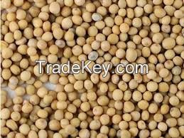 Brown Mustard Seeds