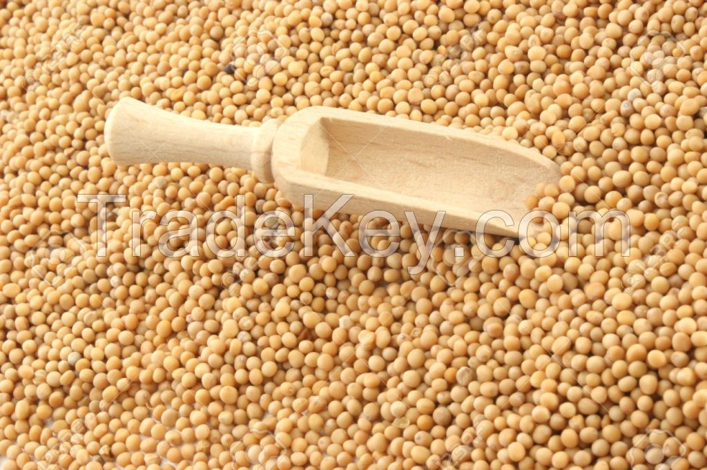 Brown Mustard Seeds