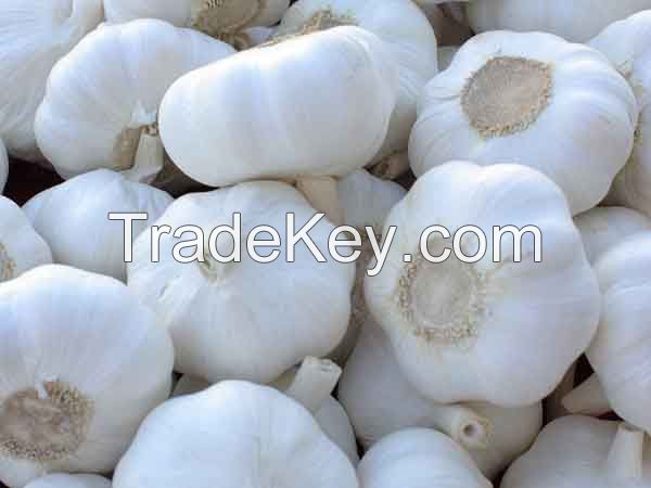 Fresh Natural Garlic