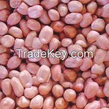 South Africa Bold Peanuts Kernels