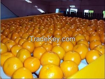 Seedless Navel Oranges