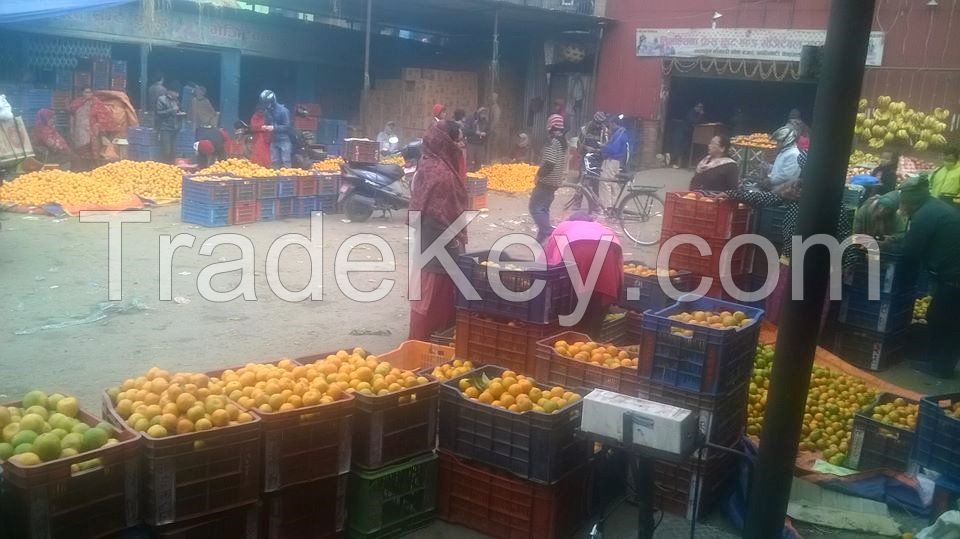 Seedless Navel Oranges