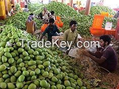 Kesar Mangoes.