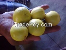 Seedless Navel Oranges