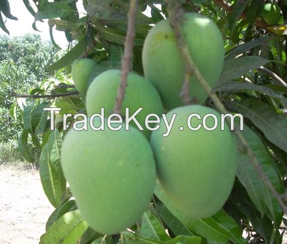 Totapuri Mangoes