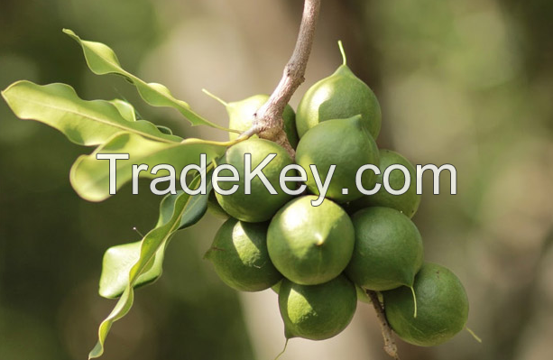 Organic Macadamia Nuts With High Quality