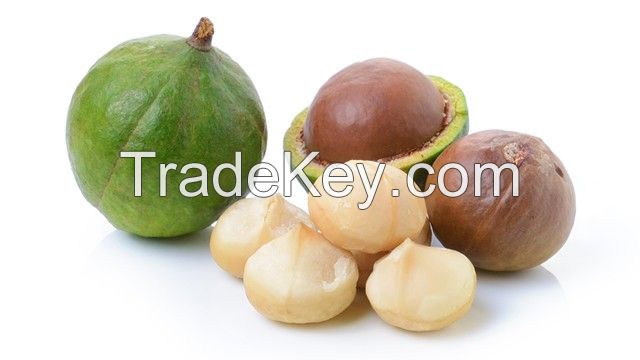 Macadamia Nut, Raw Macadamia Nuts, Roasted and salted Macadamia Nuts for sale