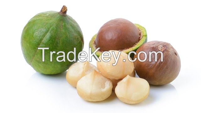 Organic Macadamia Nuts With High Quality