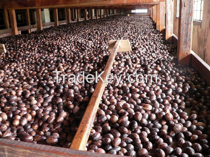 Roasted Macadamia Nuts With and Without Shells