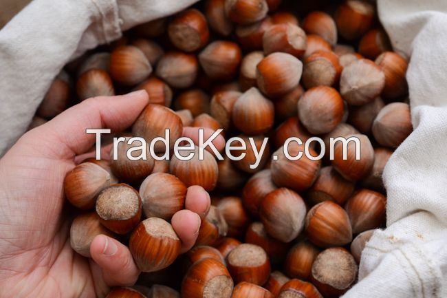 Quality Processed dried hazelnut at very good prices