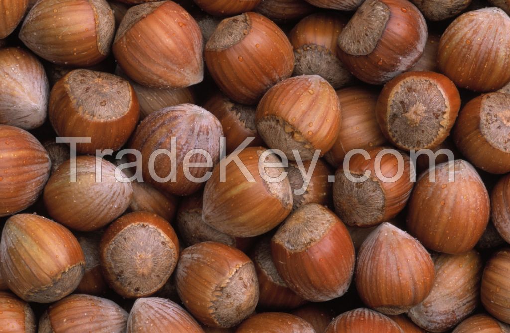 Raw Hazelnuts Kernels in Shell, Organic Hazelnuts, Blanched Hazelnuts.