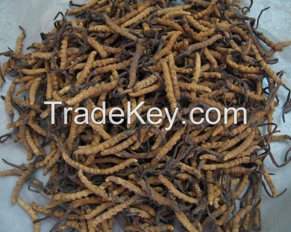 cordyceps sinensis