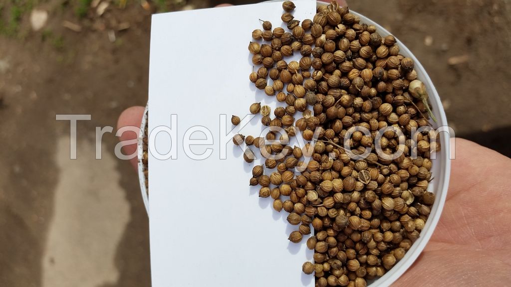 100% HIgh Quality Coriander seeds