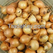 Fresh And High Grade Organic Onions