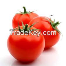 High Quality Fresh Organic Tomatoes