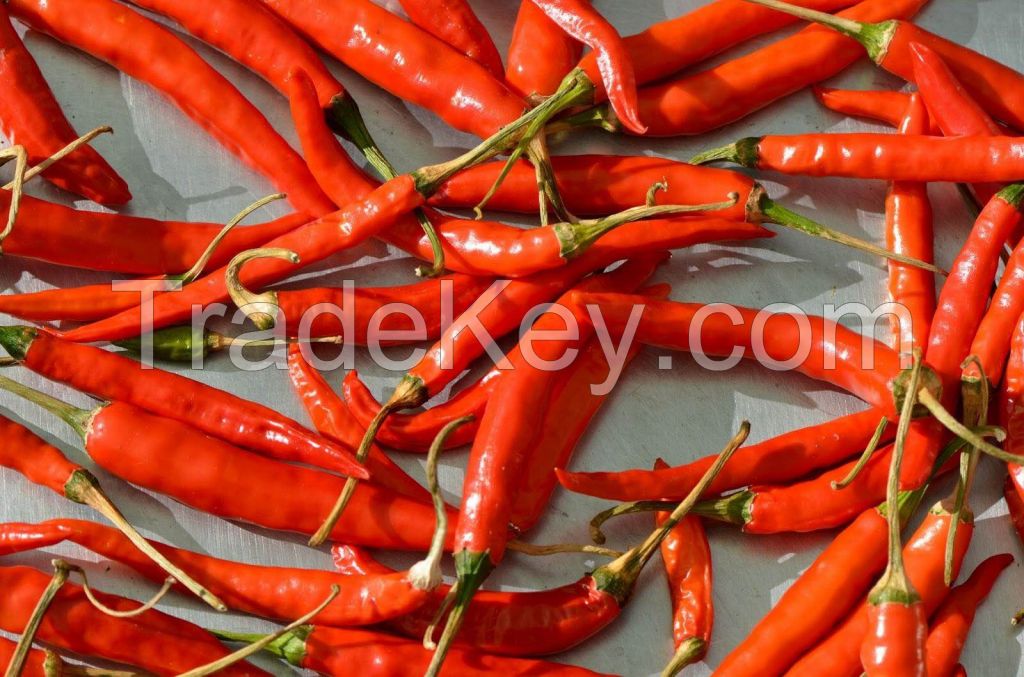 Fresh and Good Quality Organic Red Chilies