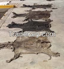 Dry Salted Whole Donkey Hides