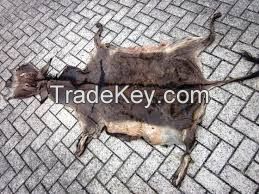 Dry Salted Whole Donkey Hides