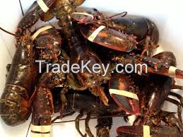 Live Canadian Lobsters | Boston Canadian | Maine Canadian