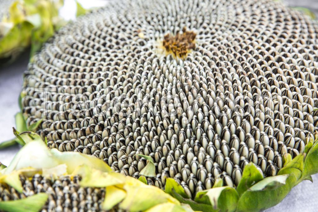 SUNFLOWER SEEDS